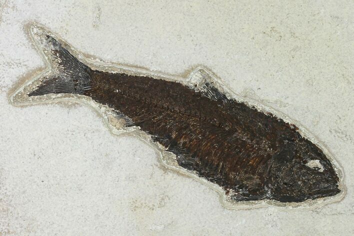 Fossil Fish (Knightia) - Green River Formation - Inch Layer #138593